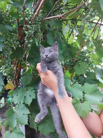 Отдам котят в хорошие, добрые руки Донецк