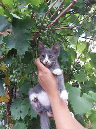 Отдам котят в хорошие, добрые руки Донецк