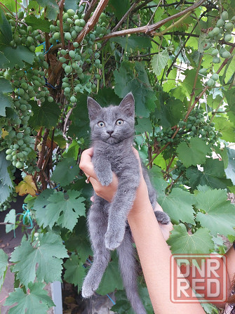 Отдам котят в хорошие, добрые руки Донецк - изображение 4