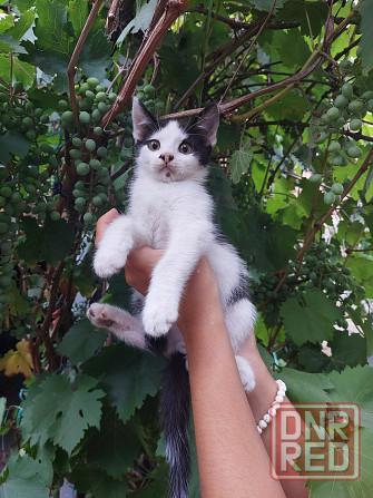 Отдам котят в хорошие, добрые руки Донецк - изображение 3