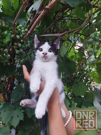 Отдам котят в хорошие, добрые руки Донецк - изображение 6