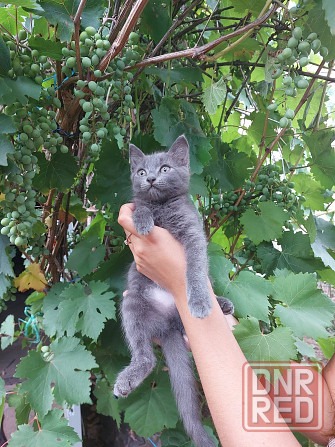 Отдам котят в хорошие, добрые руки Донецк - изображение 5