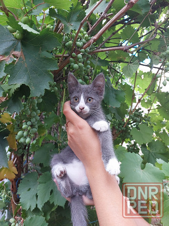 Отдам котят в хорошие, добрые руки Донецк - изображение 1