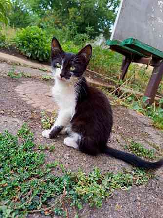 Котята в добрые руки Донецк