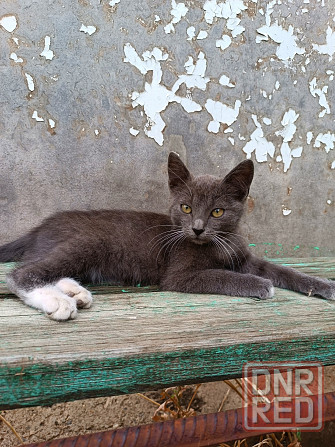 Котята в добрые руки Донецк - изображение 2