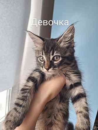 Отдам котят в хорошие руки ! Донецк
