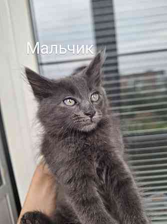 Отдам котят в хорошие руки ! Донецк