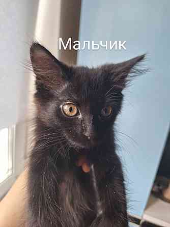 Отдам котят в хорошие руки ! Донецк