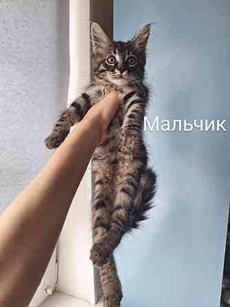 Отдам котят в хорошие руки ! Донецк