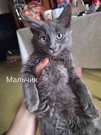 Отдам котят в хорошие руки ! Донецк