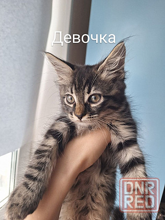 Отдам котят в хорошие руки ! Донецк - изображение 1