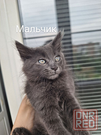 Отдам котят в хорошие руки ! Донецк - изображение 2