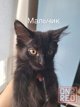 Отдам котят в хорошие руки ! Донецк - изображение 5