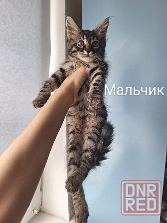 Отдам котят в хорошие руки ! Донецк - изображение 3