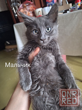 Отдам котят в хорошие руки ! Донецк - изображение 4