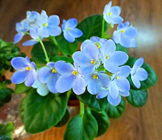 Цветущие фиалки полумини Донецк