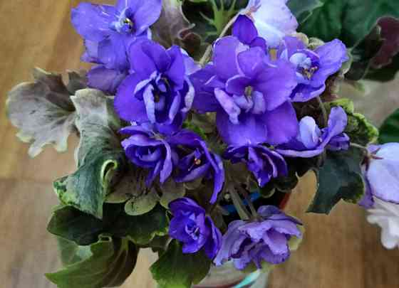 Цветущие фиалки полумини Донецк