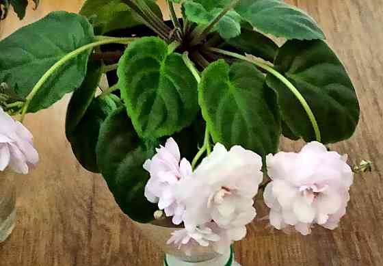 Цветущие фиалки полумини Донецк