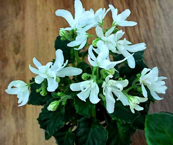 Цветущие фиалки полумини Донецк