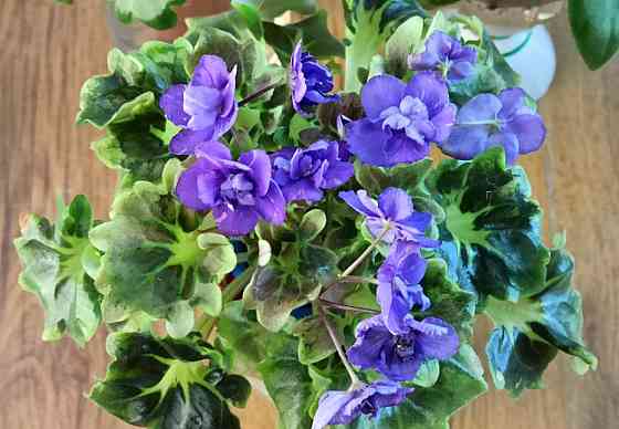 Цветущие фиалки полумини Донецк