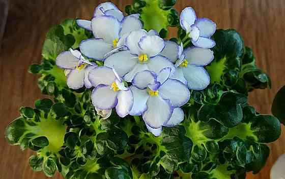 Цветущие фиалки полумини Донецк