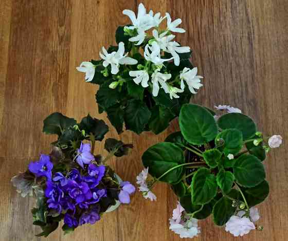 Цветущие фиалки полумини Донецк