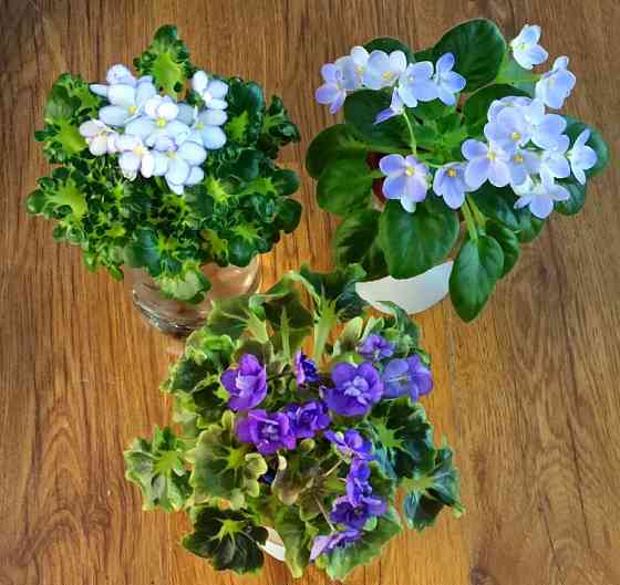 Цветущие фиалки полумини Донецк