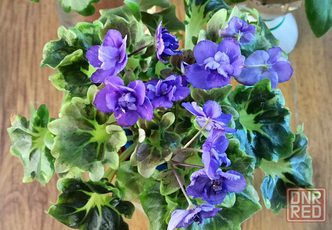 Цветущие фиалки полумини Донецк - изображение 3