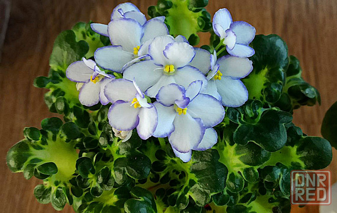 Цветущие фиалки полумини Донецк - изображение 2