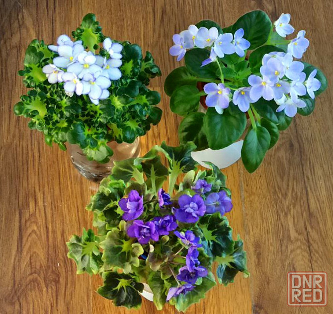 Цветущие фиалки полумини Донецк - изображение 1