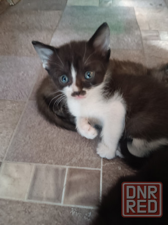 Котята бесплатно Донецк - изображение 1
