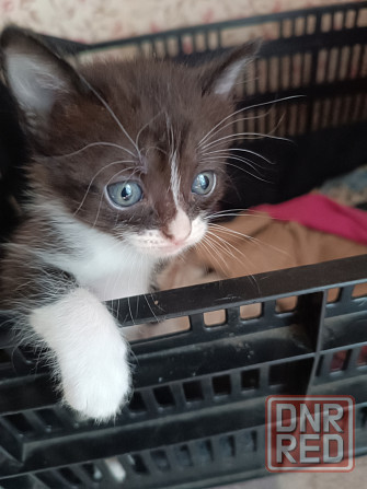 Котята бесплатно Донецк - изображение 2