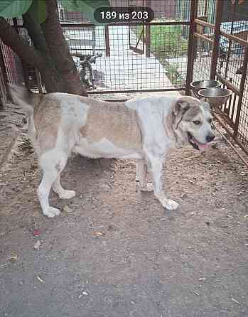 Передержка домашних животных Донецк