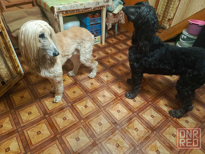 Передержка домашних животных Донецк - изображение 4