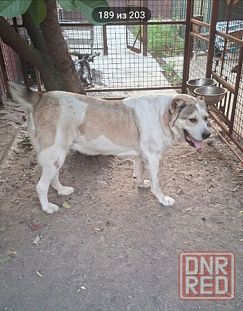 Передержка домашних животных Донецк - изображение 4