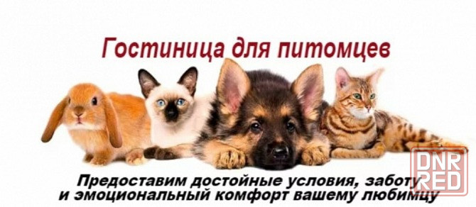 Передержка домашних животных Донецк - изображение 1