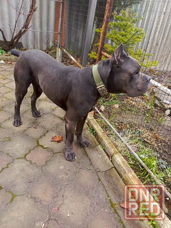 Передержка домашних животных Донецк - изображение 3