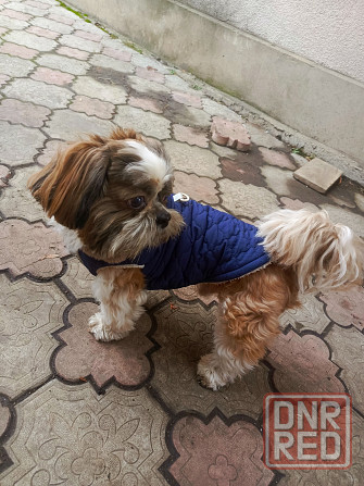 Передержка домашних животных Донецк - изображение 2