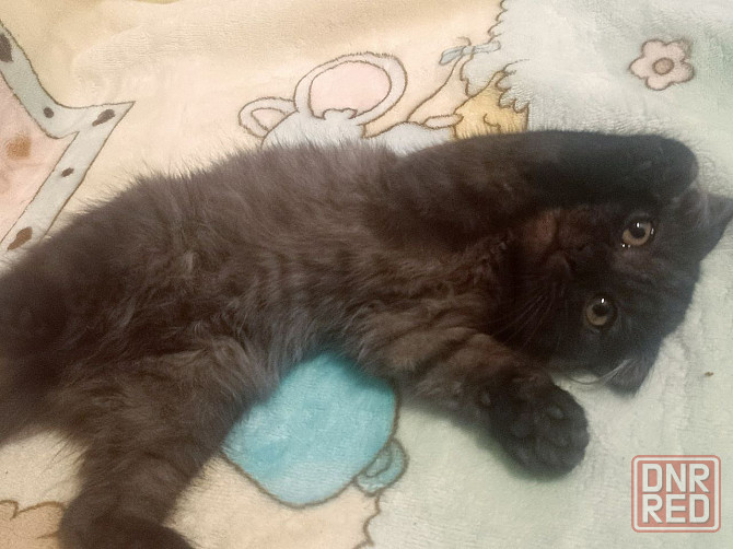 Шотландцы, котята Донецк - изображение 5