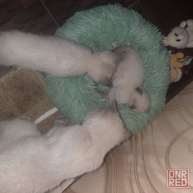 Шотландская кошечка редкого окраса Донецк - изображение 2