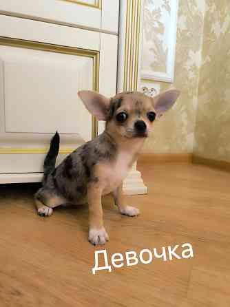 Девочка чихуахуа Донецк