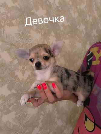 Девочка чихуахуа Донецк