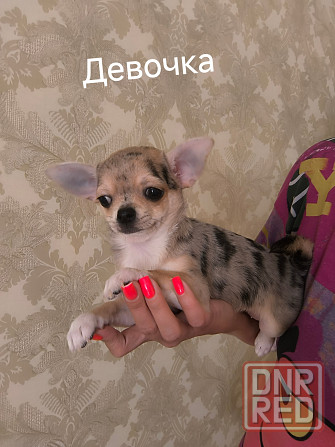 Девочка чихуахуа Донецк - изображение 2