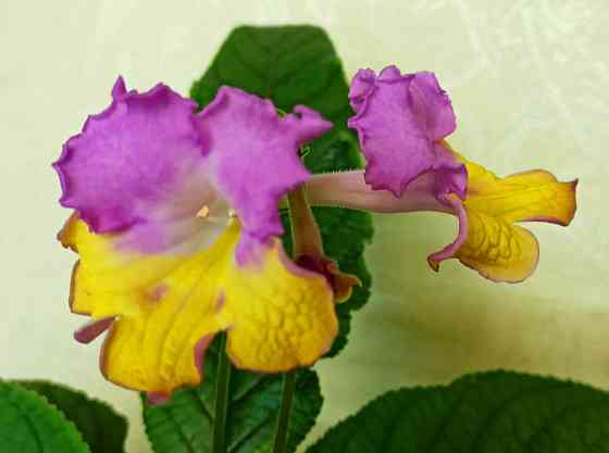 Цветущий стрептокарпус holka (p.kleszczynski) Донецк