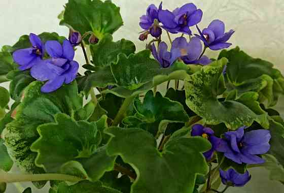 Набор цветущих трейлерных фиалок Донецк