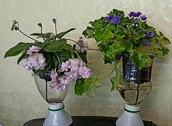 Набор цветущих трейлерных фиалок Донецк