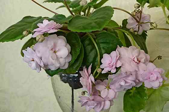 Набор цветущих трейлерных фиалок Донецк