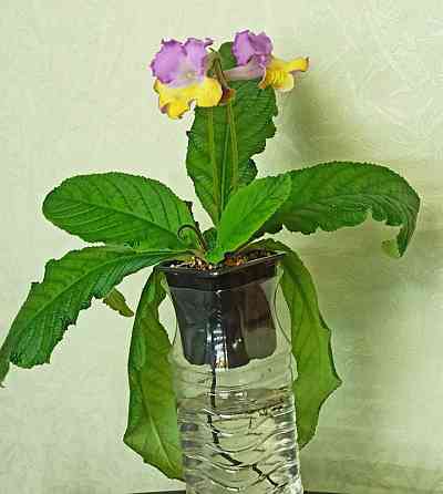 Цветущий стрептокарпус holka (p.kleszczynski) Донецк