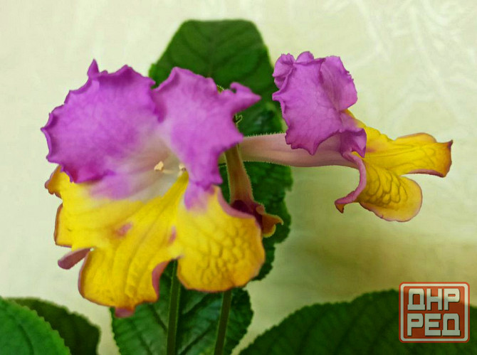 Цветущий стрептокарпус holka (p.kleszczynski) Донецк - изображение 1