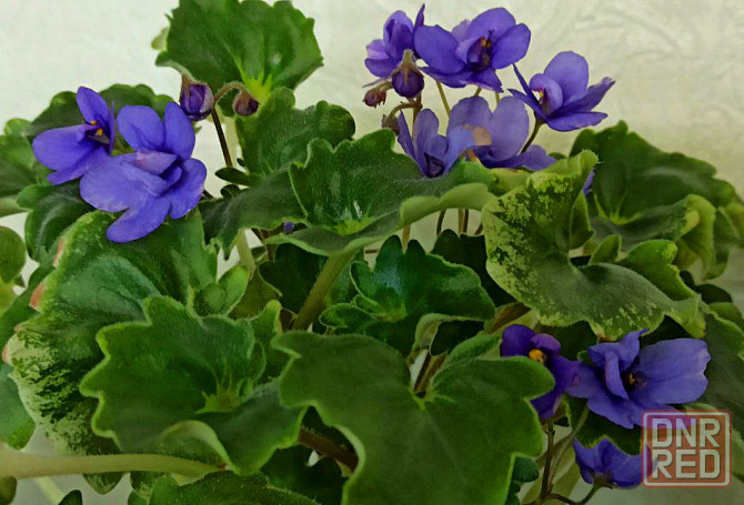 Набор цветущих трейлерных фиалок Донецк - изображение 4